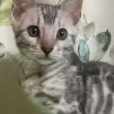 ベンガル【兵庫県・男の子・2023年12月22日・ブラックシルバースポテッドタビー(ロゼット)】の写真1「2/3撮影」