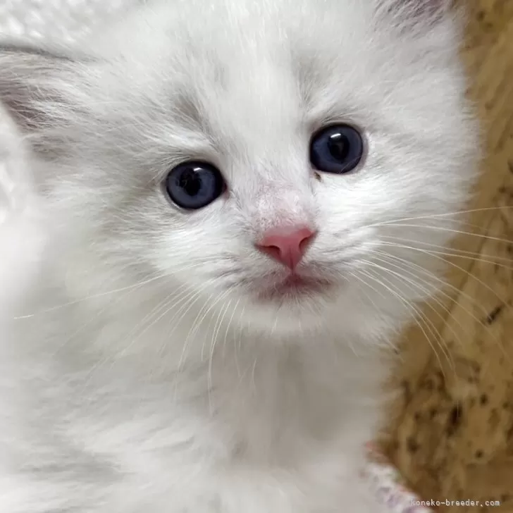 ID:2509-00066の子猫