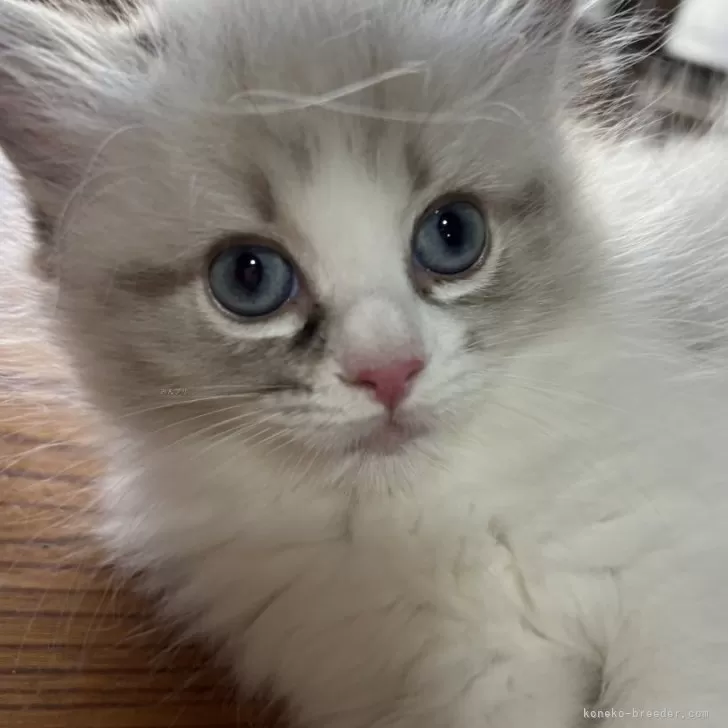 ID：2505-02623の子猫