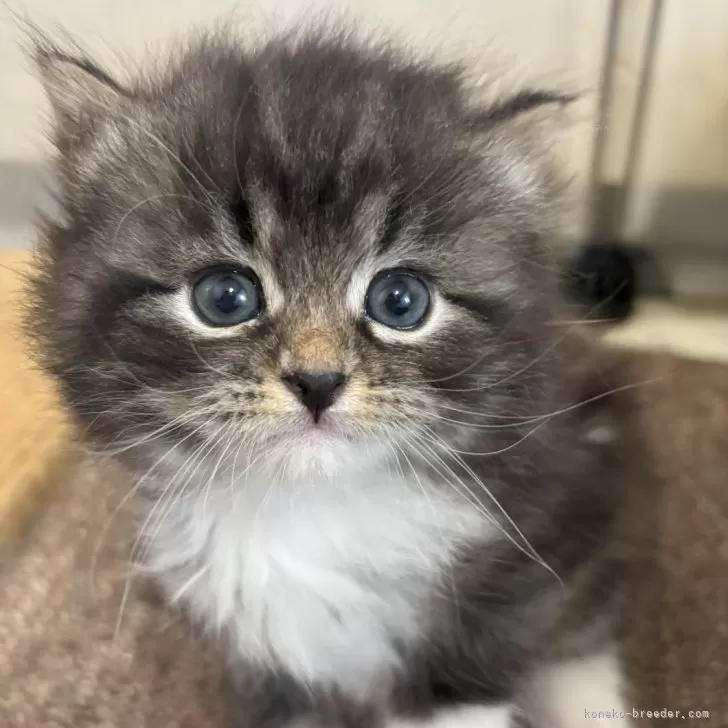 り 様のお迎えした子猫