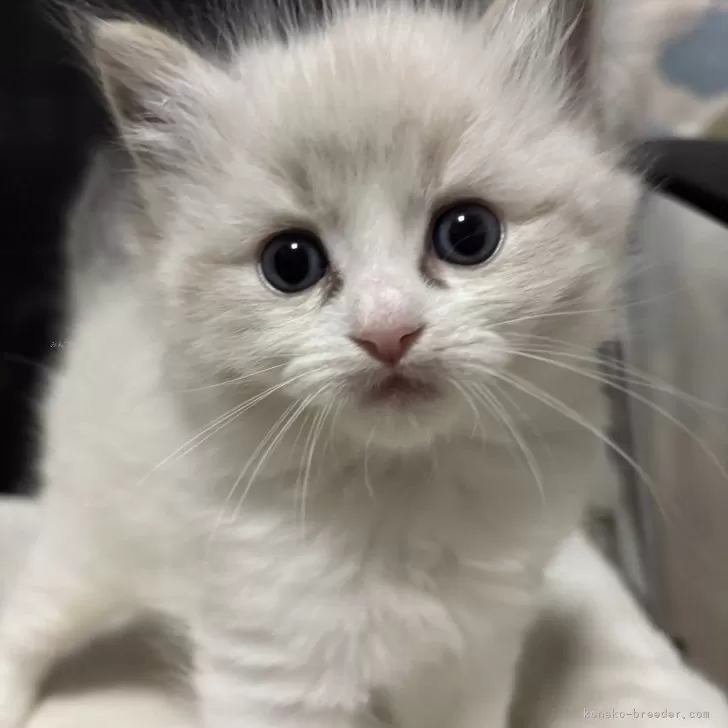 ID：2502-01410の子猫