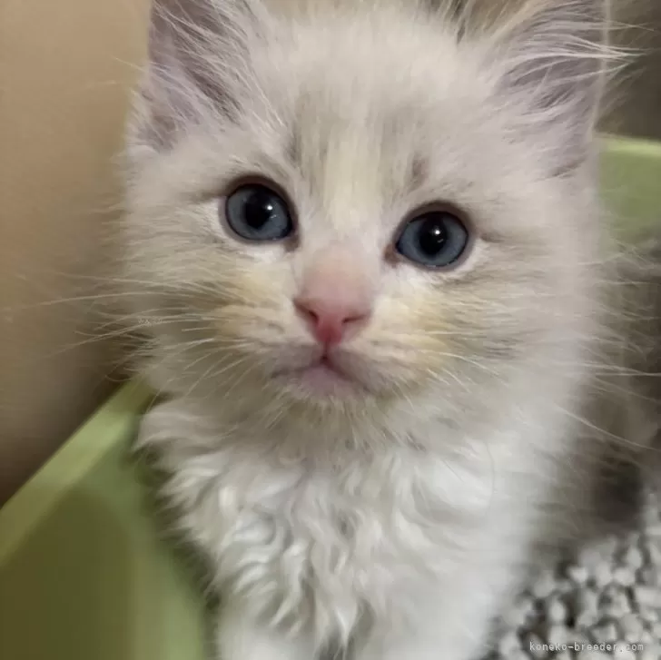 ID:2503-02251の子猫