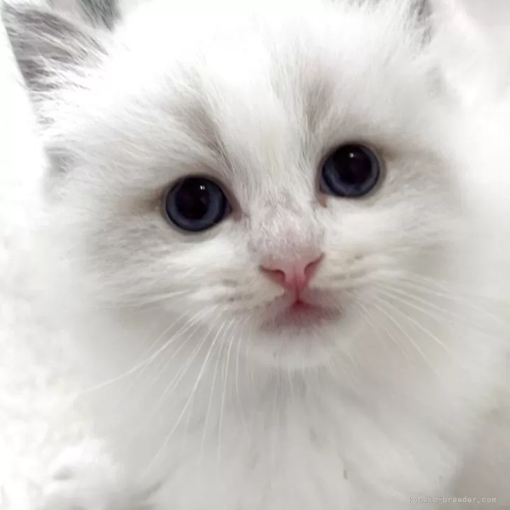 ID:2507-01472の子猫