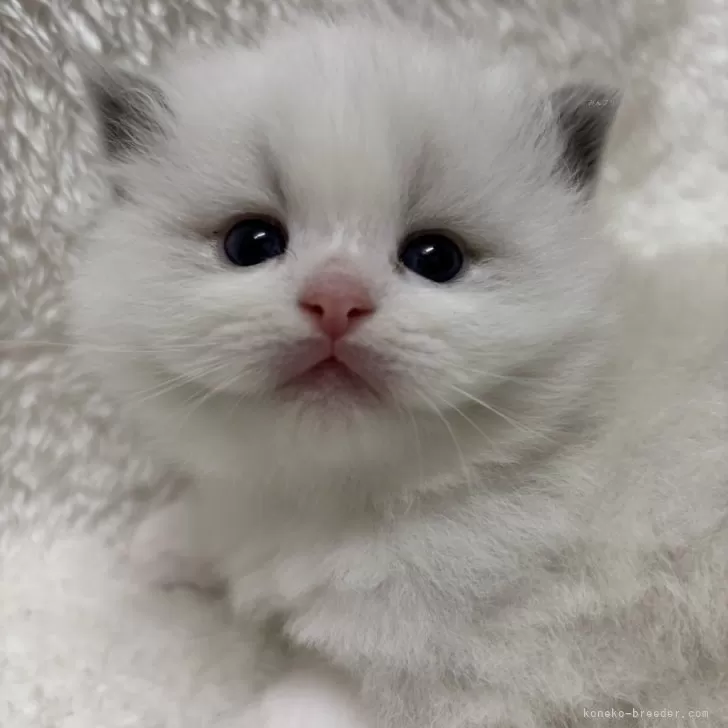 ID：2502-01019の子猫