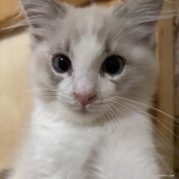 C.K 様のお迎えした子猫