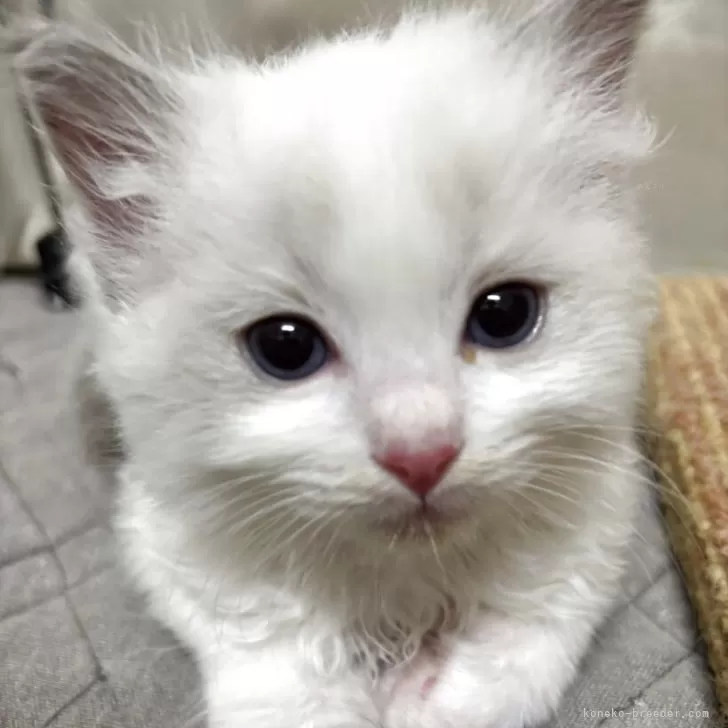ID：2509-01647の子猫