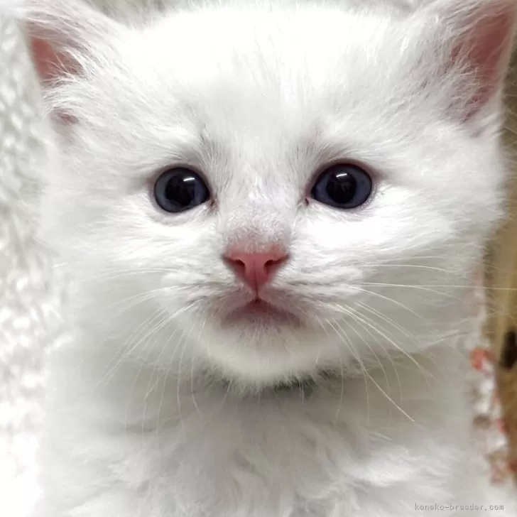ID:2509-01949の子猫