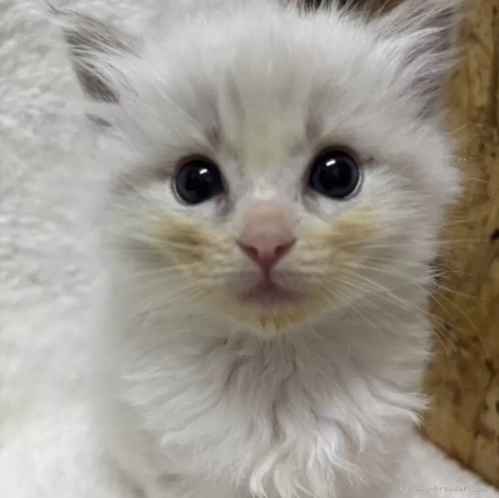 ID:2504-02364の子猫
