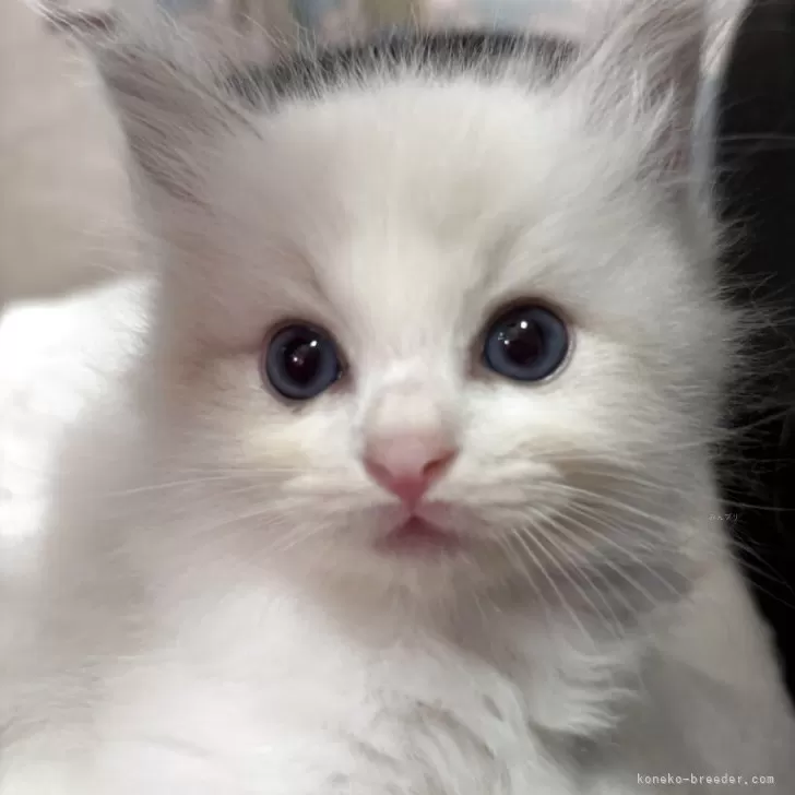 ID:2510-00284の子猫