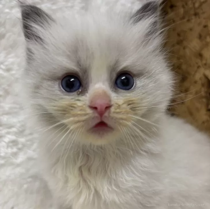 ID:2504-02365の子猫
