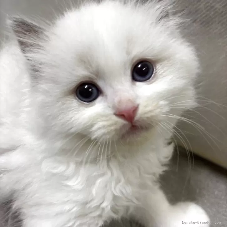 ID：2509-01650の子猫