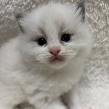 ラグドール【兵庫県・男の子・2025年1月13日・ブルーポイントバイカラー】の写真「可愛い男の子、チャンピオンベビー」