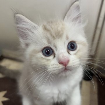 ラグドール【兵庫県・男の子・2025年8月24日・シールリンクスポイントバイカラー】の写真「可愛い男の子、チャンピオンベビー」