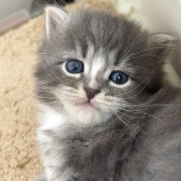 サイベリアン【兵庫県・男の子・2025年10月24日・ブルークラシックタビー&ホワイト】の写真「可愛い男の子、チャンピオンベビー」