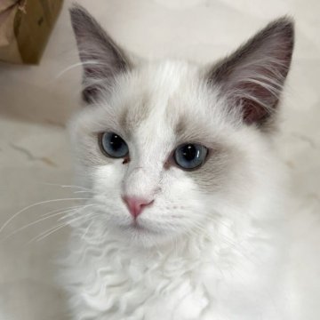 ラグドール【兵庫県・女の子・2025年8月3日・ブルーポイントバイカラー】の写真「可愛い女の子、チャンピオンベビー」