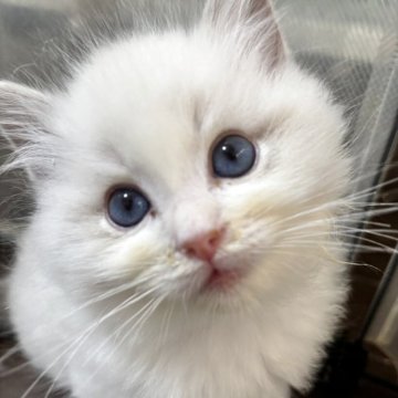 ラグドール【兵庫県・男の子・2025年11月6日・ブルーリンクスポイントバイカラー】の写真「可愛い男の子、チャンピオンベビー」