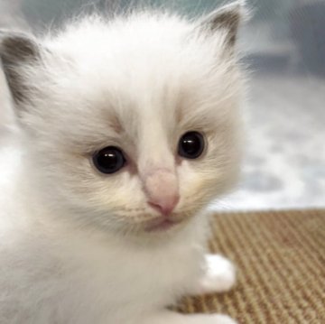 ラグドール【兵庫県・男の子・2025年10月18日・ブルーポイントバイカラー】の写真「可愛い男の子、チャンピオンベビー」