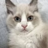 ラグドール【兵庫県・男の子・2025年2月8日・ブルーポイントバイカラー】の写真1