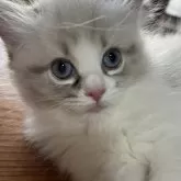 ラグドール【兵庫県・女の子・2025年4月7日・シールリンクスポイントバイカラー】の写真1