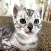 ベンガル