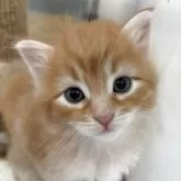 サイベリアン
