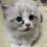 ラグドール【兵庫県・女の子・2025年4月7日・シールリンクスポイントバイカラー】の写真2