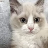 ラグドール【兵庫県・男の子・2025年2月8日・ブルーポイントバイカラー】の写真2