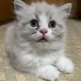 ラグドール【兵庫県・女の子・2025年4月7日・シールリンクスポイントバイカラー】の写真3