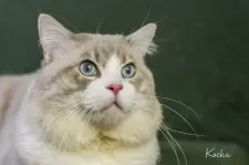 ラグドール【兵庫県・男の子・2025年2月8日・ブルーポイントバイカラー】の写真4「パパです。ブルーリンクスポイントバイカラー」