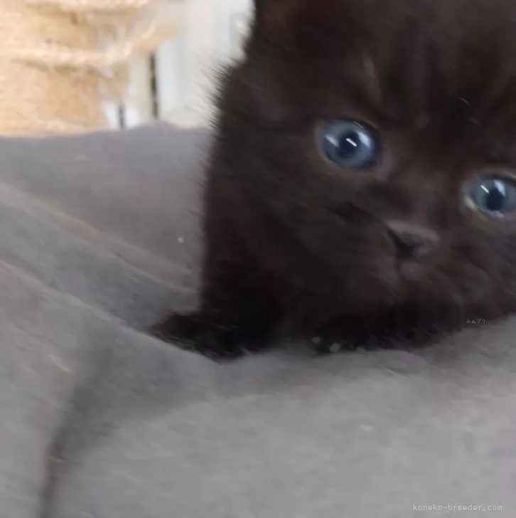ID:2402-01939の子猫