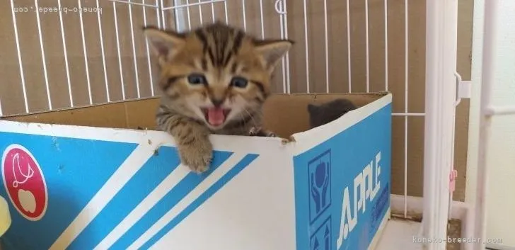 ID：2104-01388の子猫