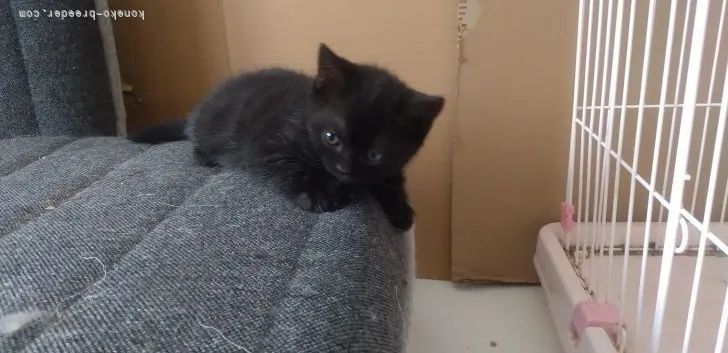 ID:2104-02091の子猫