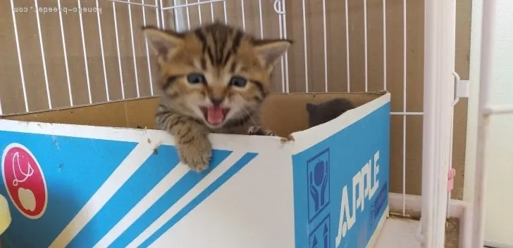 ID：2205-02298の子猫