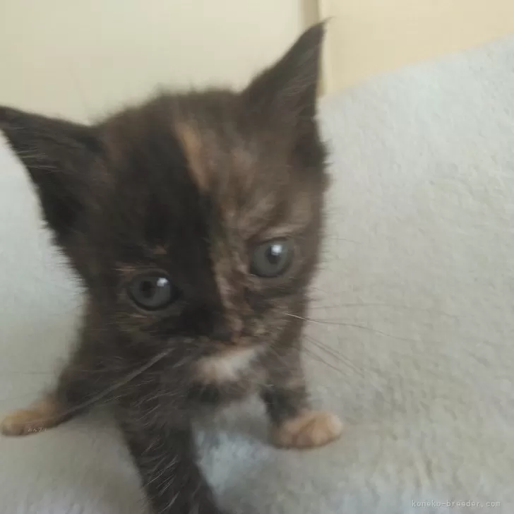 ID:2404-03422の子猫