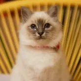 バーマン【群馬県・女の子・2025年9月9日・シールタビーポイント】の写真4