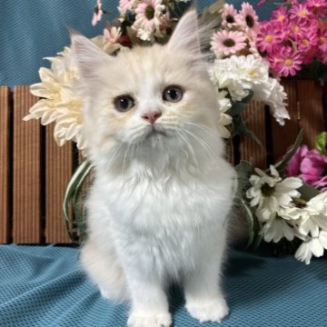 ミヌエット(長足)【京都府・男の子・2025年6月16日・レッドタビー&ホワイト（ロングコート）】の写真「人懐っこい長毛ミヌエット販売期間9月25日まで」