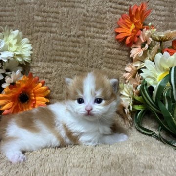 マンチカン(長足)【京都府・男の子・2025年11月6日・レッド&ホワイト】の写真「丸顔がかわいいマンチカン男の子」