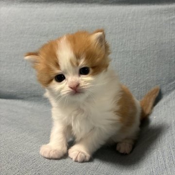 マンチカン(長足)【京都府・男の子・2025年11月6日・レッド&ホワイト（ロング）】の写真「丸顔がかわいいマンチカン男の子」