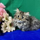 ミヌエット(短足)