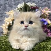 ミヌエット(短足)