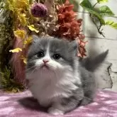 マンチカン(短足)