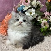 ミヌエット(短足)