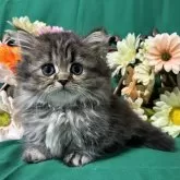 ミヌエット(短足)