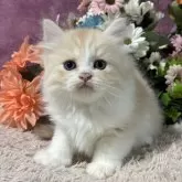 ミヌエット(長足)
