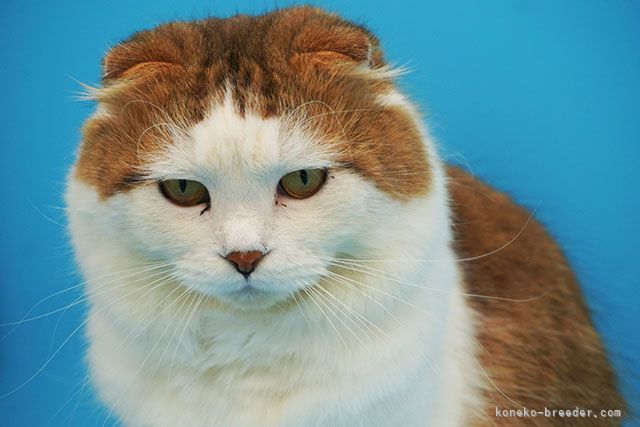 とても性格が良いパパ猫です。｜島野　洋一(しまの　よういち)ブリーダー(埼玉県・スコティッシュフォールド・CTS登録)の紹介写真1