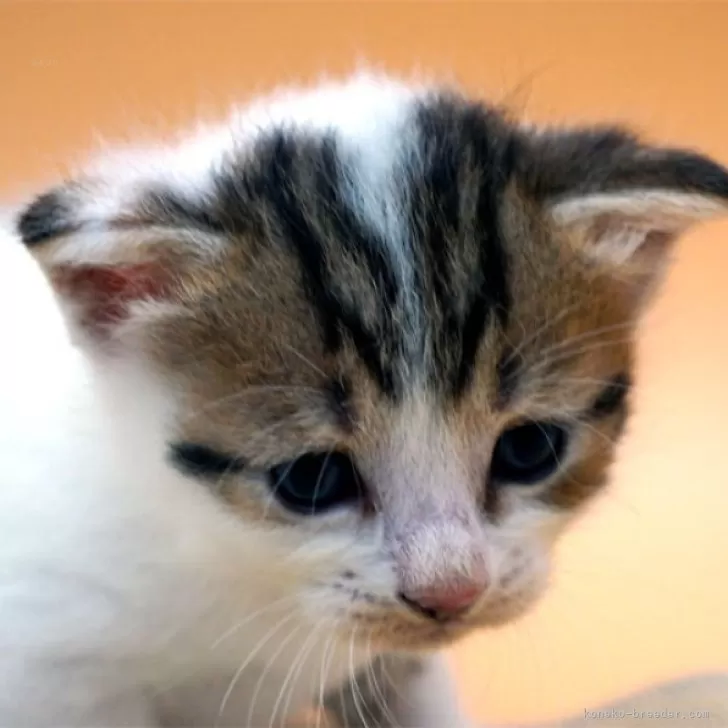 ID：2412-00398の子猫