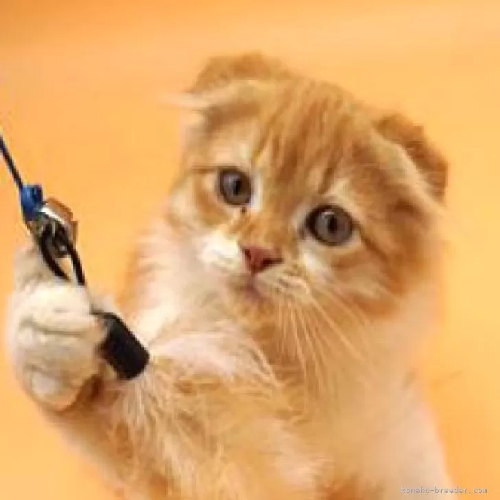 Y.A 様のお迎えした子猫