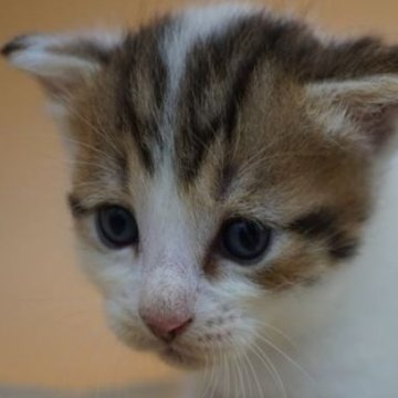 スコティッシュフォールド(立ち耳)【埼玉県・男の子・2024年7月14日・シルバータビー&ホワイト】の写真「ふわふわの好奇心、あなたの心を掴む冒険家」