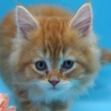 スコティッシュフォールド(立ち耳)【埼玉県・男の子・2023年9月7日・ブラウンタビー&ホワイト（触り心地良い中毛）】の写真「ペット栄養管理士が育てた♥幸せを呼ぶ男の子♥」