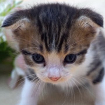 スコティッシュフォールド(立ち耳)【埼玉県・男の子・2024年7月14日・シルバータビー&ホワイト】の写真「❤★つぶらな瞳が愛らしい、癒しのパートナー★❤」